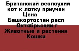 Британский веслоухий кот к лотку приучен › Цена ­ 500 - Башкортостан респ., Октябрьский г. Животные и растения » Кошки   
